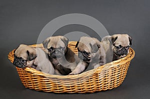 Four pug puppies.