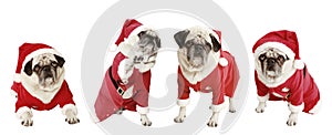 Four pugs as Santa Claus