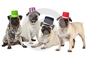 Four pugs with hats