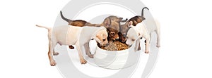 Four Puppies Eating Big Bowl of Kibble