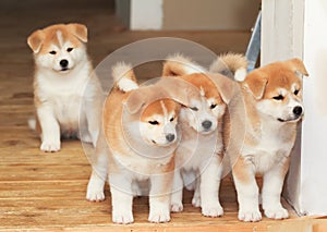 Four puppies of Japanese akita-inu breed dog