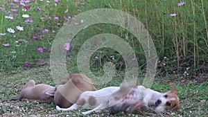 Four puppies playing in green grass of garden flowers field outdoor nature background