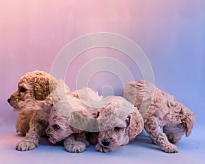 Four puppies poodles playing