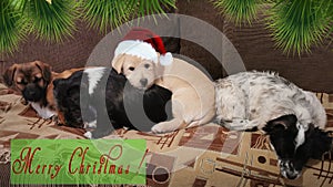 Four puppies waiting fors santa