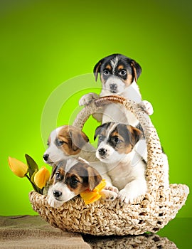 Four puppies in wicker basket and bouquet of yellow tulips on green background.