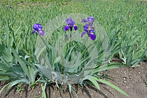 Four purple flowers of bearded irises