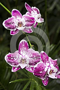 Four Purple and White Orchids on a Stalk with Green Foliage Background