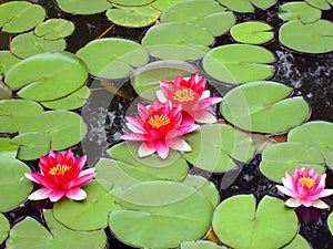 Four pygmy waterlily bloom in green round leafs.