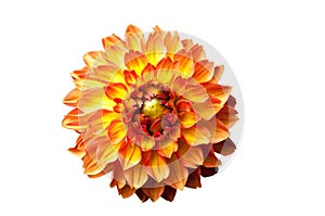 Four Queens Dahlia