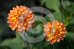 Four Queens Dahlia