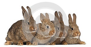 Four rabbits photo