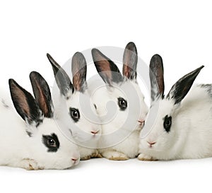 Four rabbits