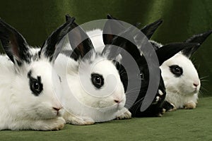 Four rabbits