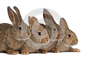 Four rabbits against white background