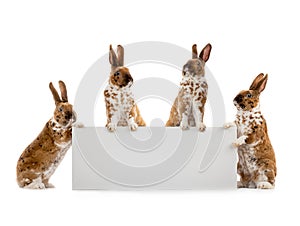 Four rabbits holds a sheet for writing text isolated on white