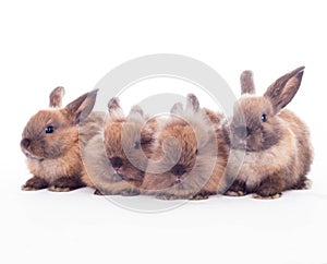 Four rabbits isolated on the white.