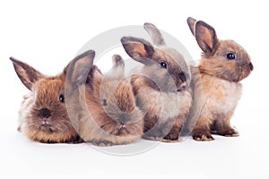 Four rabbits isolated on the white.