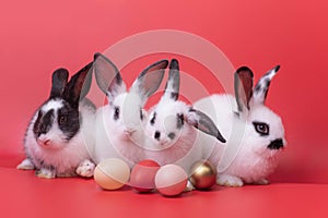 Four rabbits, white and black, crouched next to four multi-colored eggs