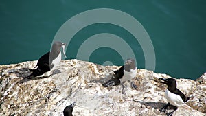 Four Razorbills with glaseels on Skomer Island