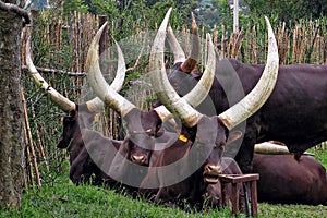 Four Recumbent Ankole-Watusi Cattle, Rwanda