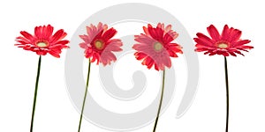 Four red daisies (gerbera) flowers