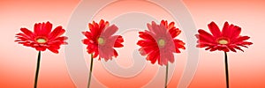 Four red daisies gerbera flowers isolated on panoramic background