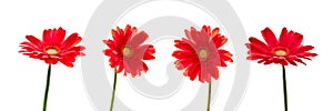 Four red daisies gerbera flowers isolated on white background