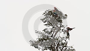 Four red-and-green macaws Ara chloropterus grooming its feathers on tree in Manu National Park, Peru