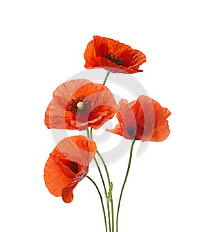 Four red poppies isolated on white background