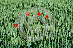 Four red poppies in the middle of a green wheat field