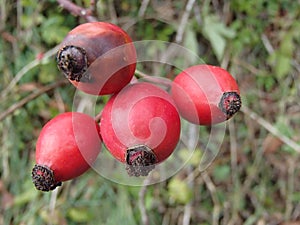 Four Red Rosehips in November