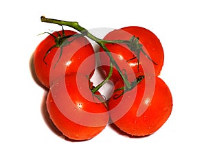 Four red tomatoes on a branch isolated on white