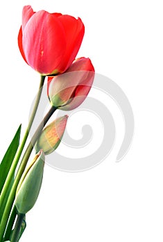 Four red tulips isolated