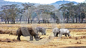 Four Rhinos in Lake Nakuru Kenya Africa