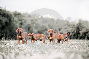 Four Rhodesian Ridgeback dogs on a path in the forest