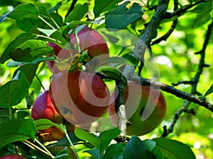 Four Ripe Apples on a Tree