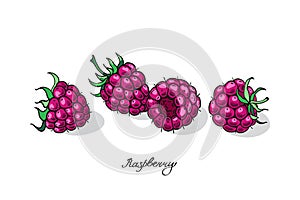 Four Ripe Pink Raspberries. Poster design. Vector illustration