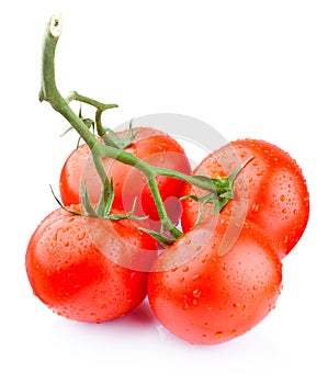 Four ripe wet tomatoes on branch isolated white background