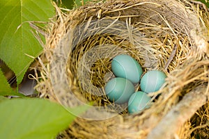 Four Robin Eggs in a Nest