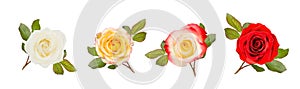 Four roses with leaves on white