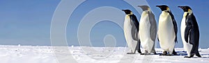 Four royal adult penguins stand on a snowy surface against a blue sky background. A banner for advertising. Copy space
