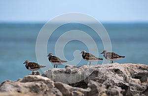 Four Rudy Turnstones migratory shorebirds photo