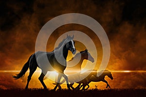 Four running black horses photo