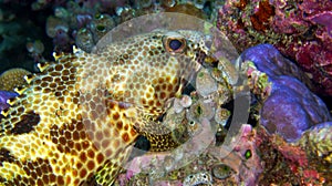 Four-saddle Grouper, South Ari Atoll, Maldives