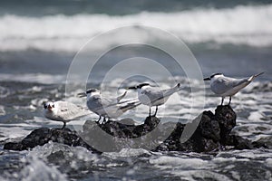 Four sandwich terns Thalasseus sandvicensis resting on a rock by the sea in Lanzarote. The Canary Islands, Spain