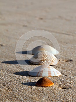 Four sea shells on wet sand a beach