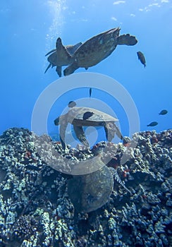 Four Sea Turtles and Fish Swimming over Reef in Deep Blue