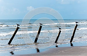 Four seabirds perched on ocean-side posts to watch the ocean for food