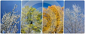 Four season collage from vertical banners with trees and blue sk