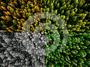 Four season colliding spring summer autumn and winter forest aerial shot with trees sunlight
